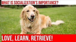 Socializing Your Golden Retriever Tips for Raising a Happy amp WellBehaved Dog [upl. by Sascha]