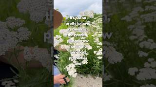 Add this beneficial perennial herb to your garden 🌿 yarrow medicinalplants [upl. by Saticilef161]