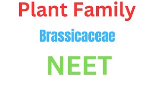 Plant family Brassicaceae musturd Neet medical aiims [upl. by Aneres]