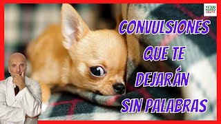 CONVULSIONES Y EPILEPSIA EN PERROS CHIHUAHUA 🐶 CAUSAS Y TRATAMIENTO [upl. by Ibson574]