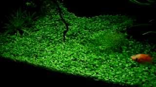 Glossostigma elatinoides  aquatic plants guide [upl. by Jermaine754]