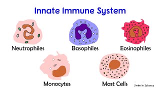 Cells of the immune system Cells of Innate and Adaptive immunity [upl. by Patterman]