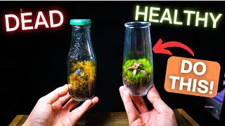 6 MUST KNOW Terrarium Tips For Beginners [upl. by Greabe]