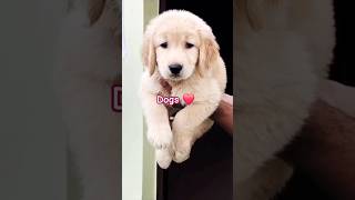 Scopin  Daily vlog dogshorts lebradogs dogslove dogs dog trending shirts virul youtube [upl. by Dew]