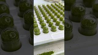 Make Your Own Sulforaphane Supplements 🌱 sulforaphane diy microgreens healthylifestyle [upl. by Anairam]