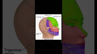 Trigeminal Nerve  1  Opthalmic Nerve  Course and Distribution [upl. by Reaht]