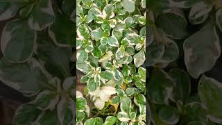 Variegated alternanthera plantgardencenterlife garden gardencenter gardenplants plantstore [upl. by Lamak123]