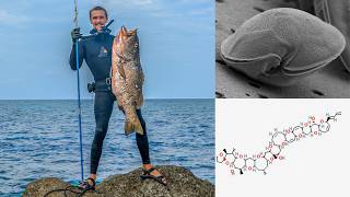 Ciguatera Fish Poisoning Simplified amp Explained [upl. by Enomad]