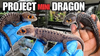 MAJOR UPDATE I MADE A CROCODILE SKINK DISCOVERY  REALLY BAD NEWS  PROJECT MINI DRAGON [upl. by Elora393]