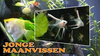 Jonge maanvissen in aquarium Goud maanvissen [upl. by Wildon626]