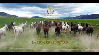 LAS MORERIAS LA CRÍA EN LIBERTAD MEXICO 2019 [upl. by Nanny]