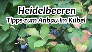 Heidelbeeren richtig pflanzen  Blaubeeren im Topf [upl. by Cleodell335]