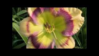 AHS The American Daylily Society Promotion [upl. by Hesther616]