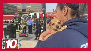 Woman and several puppies rescued from rollover crash in downtown Rochester [upl. by Anitra]