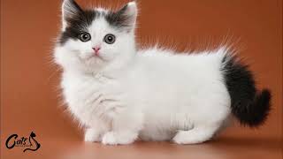 Fun Facts about Munchkin Cats [upl. by Kragh843]