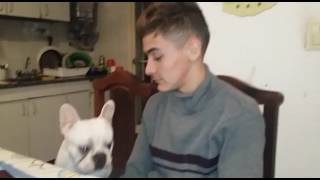 Dog reacts to owner crying [upl. by Cammie546]