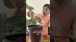 Reproduce a tu Ficus Elástica Variegata shortvideo short plantcaretips plants ficusplant plant [upl. by Clair]