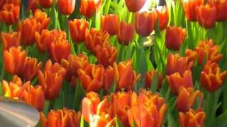 Musik VideoSong Tulpen uit AmsterdamHerman Emmink [upl. by Poulter]