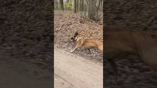 Dave The Belgian Malinois 35 miles Ran Today [upl. by Fergus]