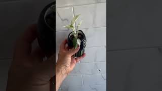 Epipremnum Pinnatum Marble babe🥰♥️rare plants shorts plantcare cute pots viral subscribe [upl. by Rehpretsirhc658]