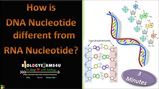 Difference between DNA and RNA Nucleotide [upl. by Sophia]