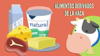 Los Productos derivados de los Animales Infantil [upl. by Ibib]