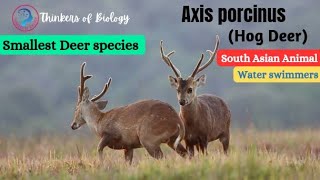 Hog Deer wild animalAxis porcinusIndian Hog DeerAxis deer [upl. by Hctim]