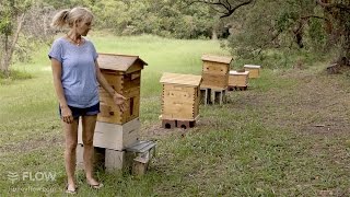 Beginner Beekeeping Ep 1  The difference between a Flow™ Hive and a Langstroth hive [upl. by Avram]