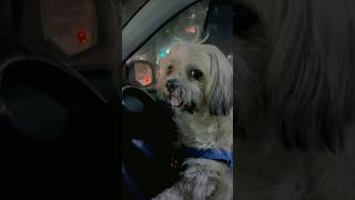 🤣Andhe ho Kyaa dekh ke bola karo funny lhasaapsodog comedy dog viral shorts doglover car [upl. by Buxton219]