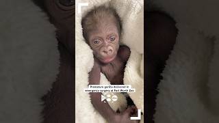 Premature gorilla born at Texas zoo after mother had lifethreatening complications [upl. by Newcomb]