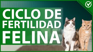 😸 ¿Cómo es el proceso de reproducción en los GATOS  Ciclo de fertilidad felina 😸 [upl. by Durarte]