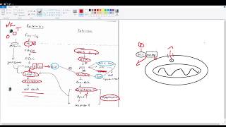 Apoptosis Intrinsic Extrinsic Pathways vs Necrosis [upl. by Nek]