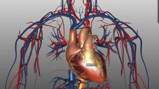 Heart Structure and Function Basics  Anatomy Tutorial [upl. by Orton]