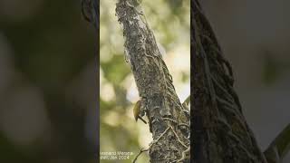 The speckled piculet Picumnus innominatusAt DANDELI JAN 2024 nature meditationmusic indianb [upl. by Drofiar]