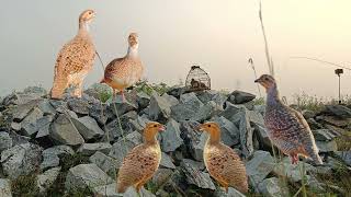 Gora Teetar voice Titeer Sound partridge shikar ki awaz Nar madi teetar ki awaaz pheasant voice [upl. by Channa]