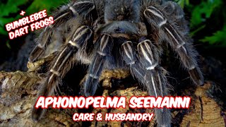 Aphonopelma seemanni Care amp Bumblebee dart frogs [upl. by Syned]