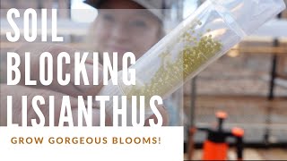 Growing Lisianthus from Seed Soil Block Starting Guide [upl. by Nalyak]