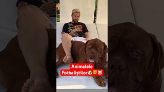 Animalele Fotbalistilor 🐶🦁 [upl. by Lachish]