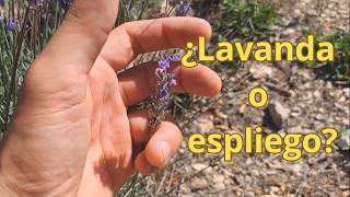 Te doy 3 CLAVES para distinguir la LAVANDA y el ESPLIEGO [upl. by Boice968]