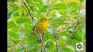 Chant de la Paruline jauneSong of the Yellow Warbler [upl. by Ramsey]