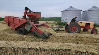 Case 75 Combine Harvesting Barley [upl. by Louella]