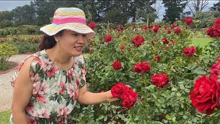 Melbourne a Rose huan lar em em Werribee State Rose Garden fanna [upl. by Clothilde]