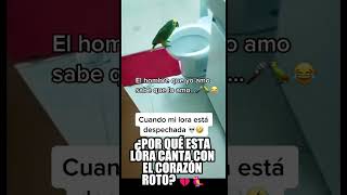 ¡Esta LORA CANTA con el CORAZÓN ROTO 💔🎶 shorts loro mascotas pajaros fyp [upl. by Eibob]