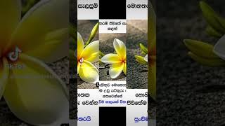 5 නොවැම්බර් 2024 [upl. by Land]