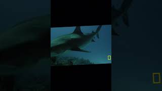 Tiger shark  underrated sharks Reborn [upl. by Papst546]