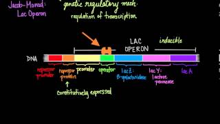 JacobMonod The Lac Operon [upl. by Nrubloc]