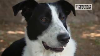 Parler avec les animaux  Docummentaire français  Communication animale [upl. by Edlun571]