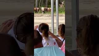 Wild Horse Creatures in Remote Beaches shorts Chincoteague assateague [upl. by Nilyak491]