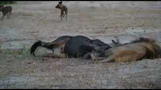 Lions vs Wildebeest vs Wild dogs [upl. by Leirza]