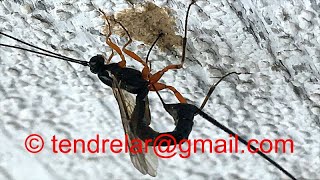 Ichneumon wasp long ovipositor in action [upl. by Currie]